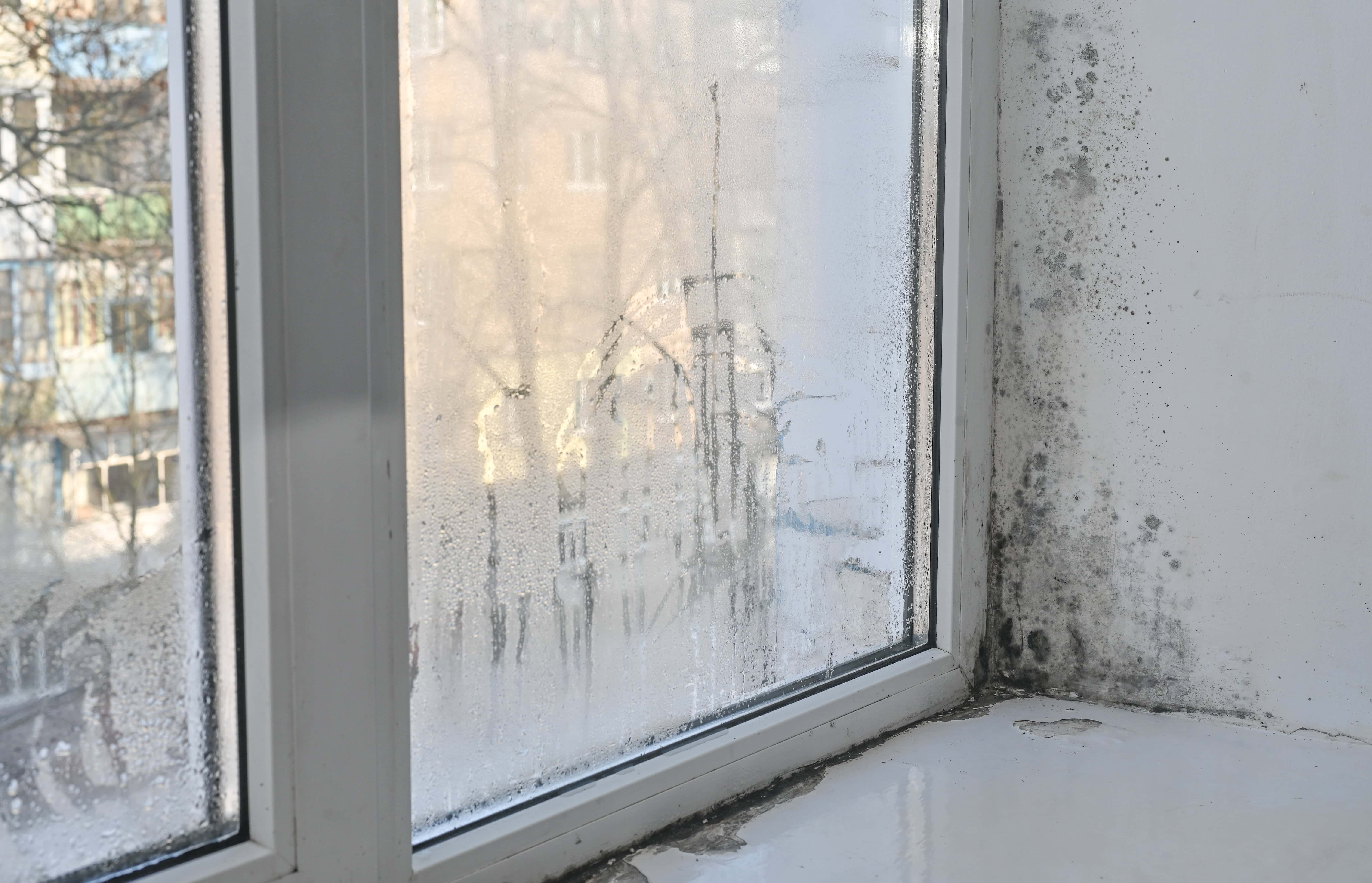 Black mold growth on a window frame and adjacent wall